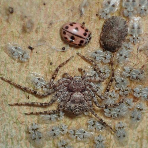 Philodromus margaritatus